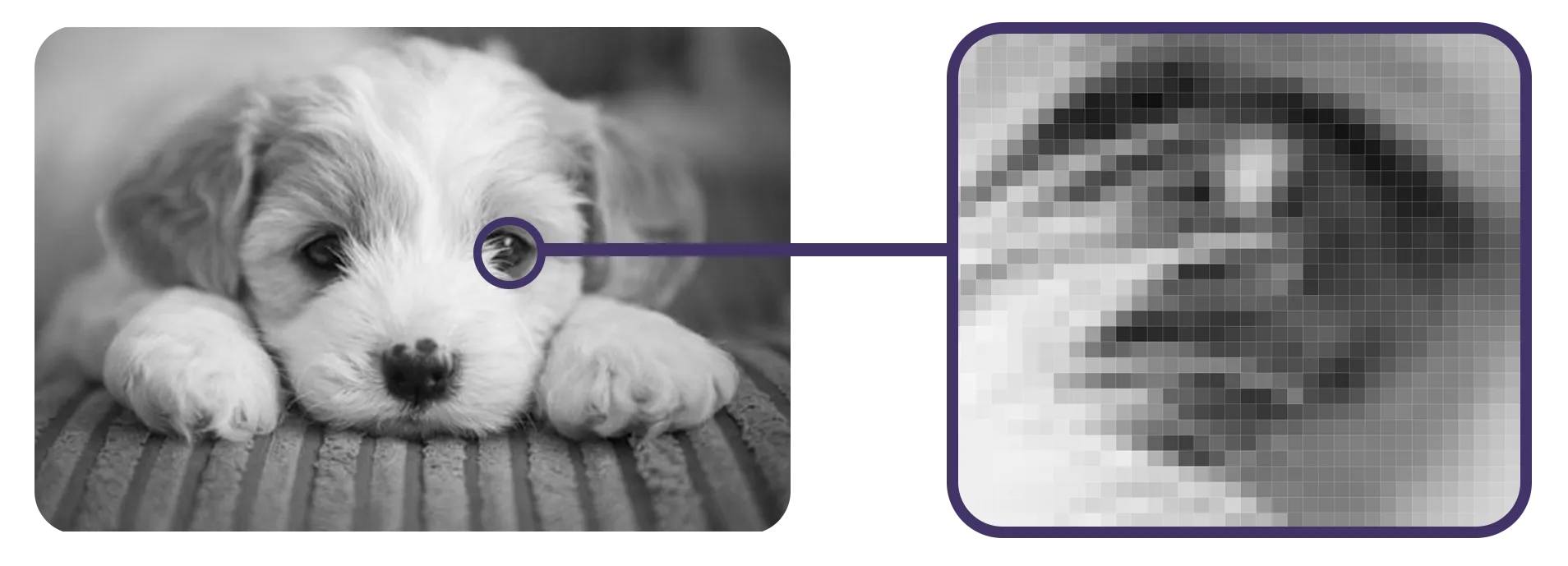 A gray scale image of a puppy laying down on the floor to visualize what pixels are.