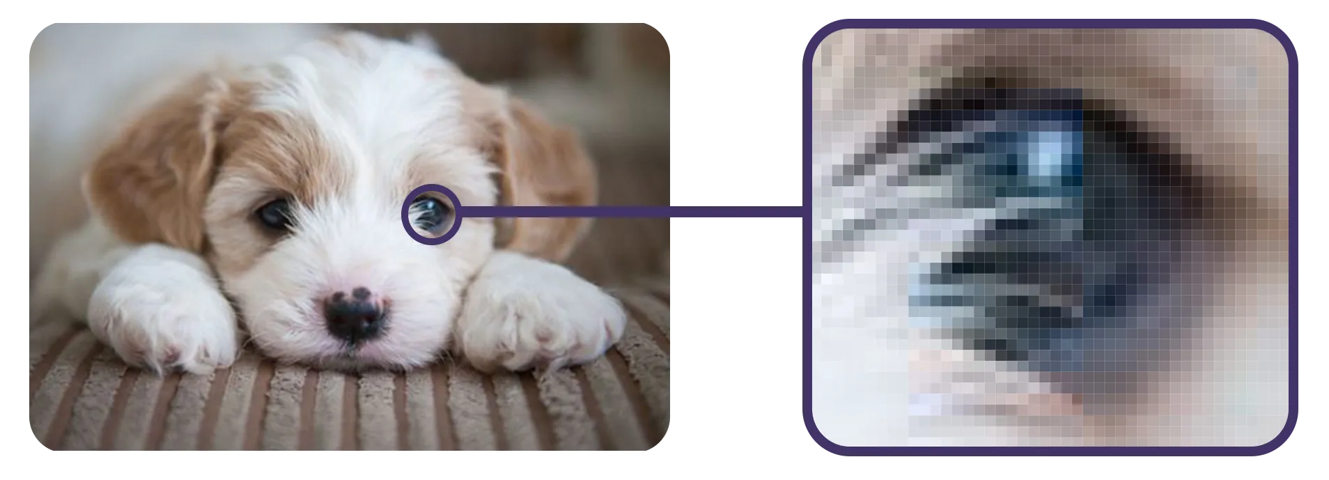 A full color scale image of a puppy laying down on the floor to visualize what pixels are.